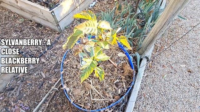 Garden Look Around: Mango, Guava, Onions, Oranges & My Youtuber of the Week. смотреть онлайн