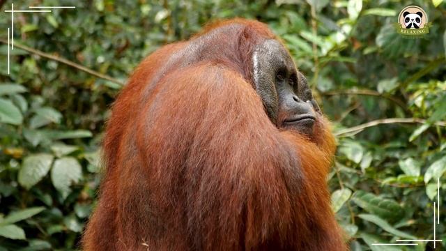 Wild Animal Sounds In Nature: Turtle, Donkey, Peacock, Pig, Fox | Animal Moments смотреть онлайн