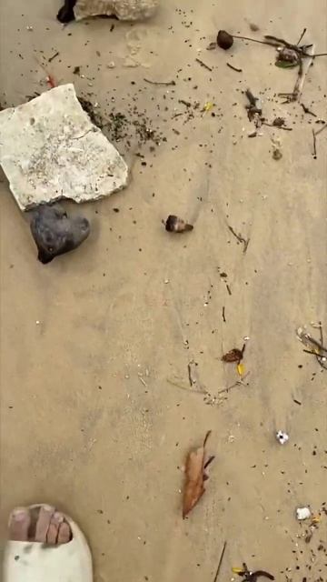 Таиланд, остров Пхукет, огромные тараканы на пляже #мадагаскарскийтаракан смотреть онлайн