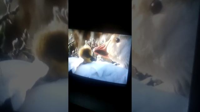 2 октября 2020 г.В мире животных. смотреть онлайн