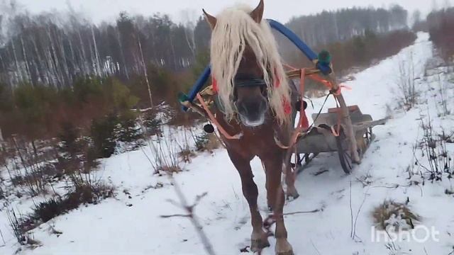 ЛОШАДИ🐎 ОБУЧЕНИЕ ЖЕРЕБЦА БАСТИОНА 💥💪👍 смотреть онлайн