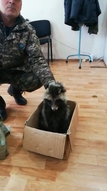 История с хеппи-эндом: Енотовидную собаку по кличке Октябренок отпустили на волю в Павлодаре