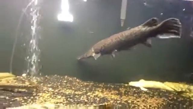 Monster alligator gar tank смотреть онлайн