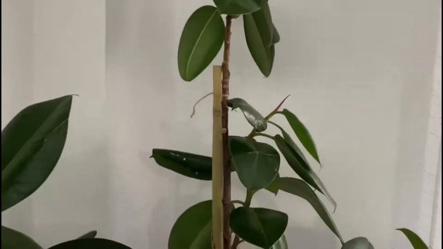 🌼HOUSE PLANT TOUR 🌵2022🪴#houseplanttour #junglehouse #vlog смотреть онлайн