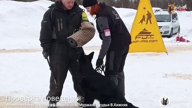 Хельген Хаус ЕСИ-НОКС - №21 / КЧК МУРМАНСК 6 апреля`25 В.Хижняк Моно немецких овчарок