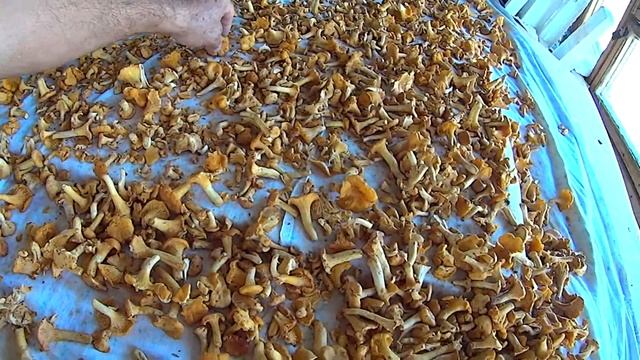 Сушу лисички #1062 смотреть онлайн