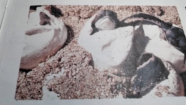 Одинокие с рождения.🐢 из книги:"Борьба за выживание" ( звук☝️)23 .10. 2023 г. смотреть онлайн