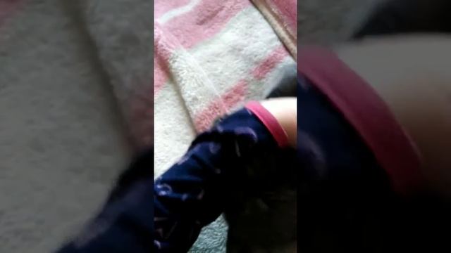 Котик 2 смотреть онлайн