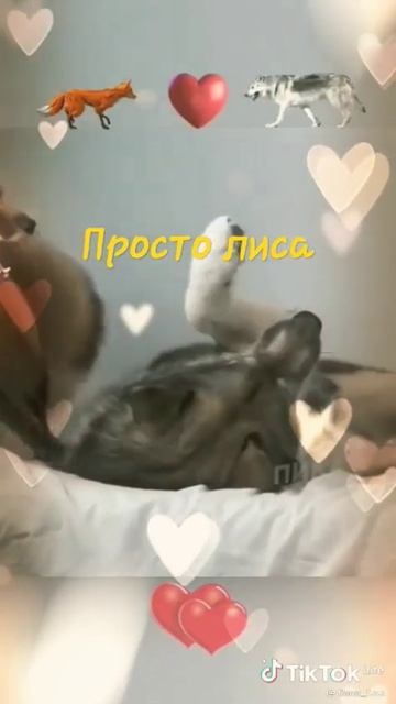 Рыжая лиса&Серый волк'^' #shorts #wolf #fox смотреть онлайн