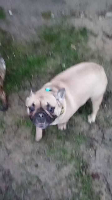 французская бульдожка Рада