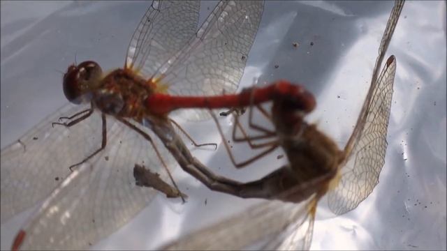 Mating Dragonflies (Damsel Fly in video SHOULD be Dragonflies.) смотреть онлайн