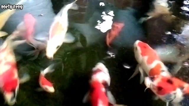 beautiful color koi fish смотреть онлайн