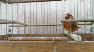 Гибрид щегол/канарейка