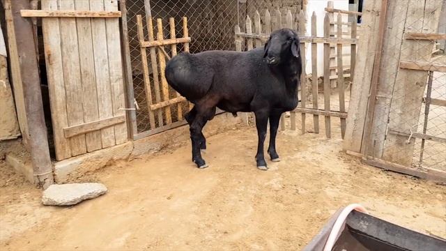 Гиссарские бараны. Анвар Рустемов +77017224679(ватцап) Шымкент. Казахстан смотреть онлайн