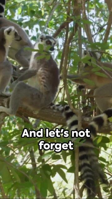 Ring Tailed Lemur The Primate Prince 2024 Like and subscribe. #animals смотреть онлайн