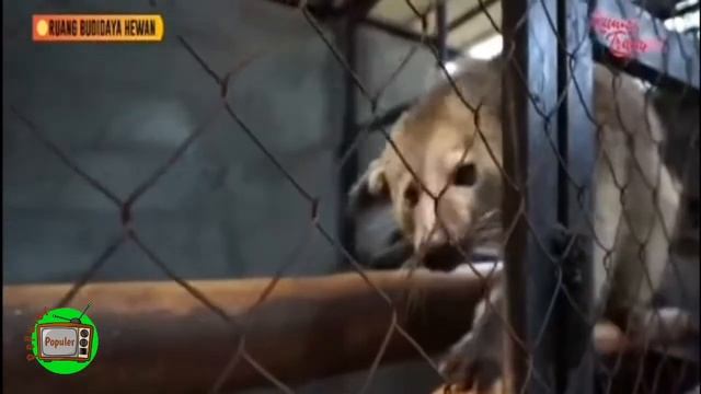 Ruang Budidaya Hewan - BINTURONG si Raja Musang dari Indonesia (tips breed dan perawatan) смотреть онлайн