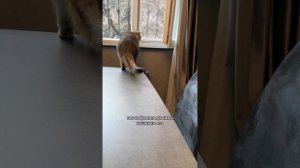 Пушистый влог Гуччи