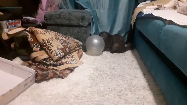 Хищник / Predator смотреть онлайн