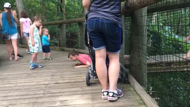 nolan and colin go to the zoo смотреть онлайн