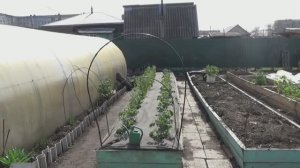 Очень важно подобрать дуги нужной высоты для укрытия томатов.