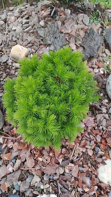 Ель Литл Джем в компании стройного Тиса смотреть онлайн