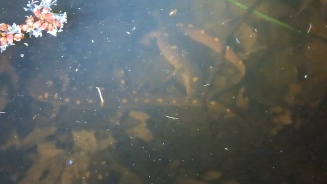 Spotted salamander congress, March 23, 2023 смотреть онлайн