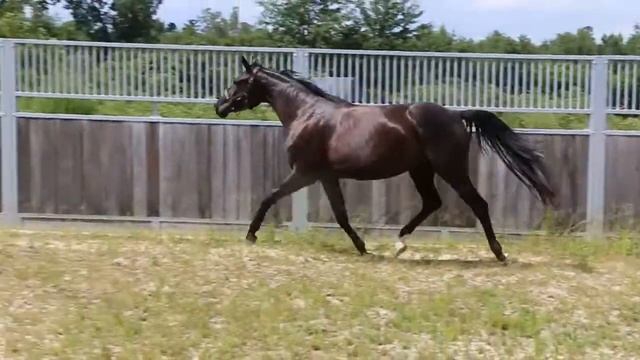 Francis Aug 2021 - 3 year old Westphalian mare, FINEST x DOMBURG/Donnerhall смотреть онлайн