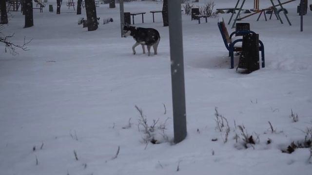 Хаски играют в снегу / Huskies playing in the snow смотреть онлайн