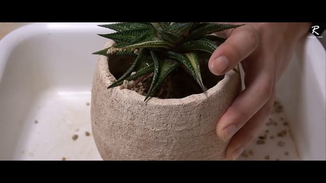 これ、あの観葉植物と同じと思っていませんか？【多肉植物ハオルチア】 смотреть онлайн