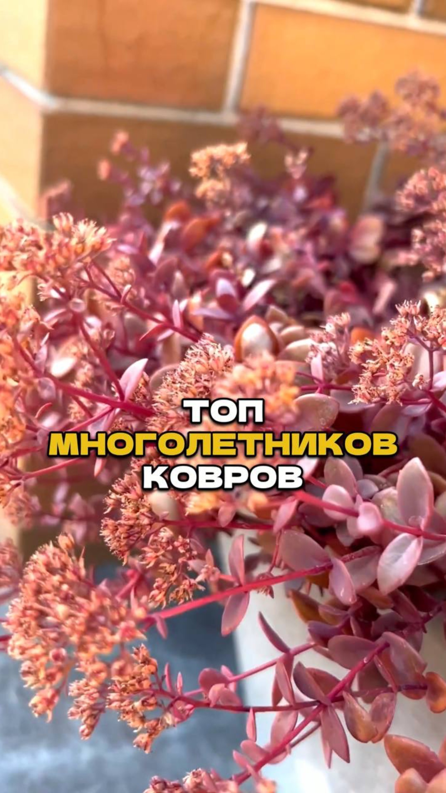 Больше Не Хочу Сажать Ничего Кроме Этих Цветов🌷🔥 смотреть онлайн