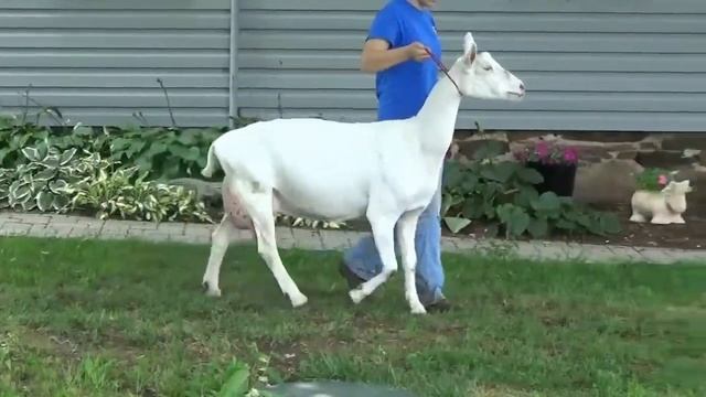 CARPRIKORN FARMS - SG CAPRIKORN ZEPPO CASSIOPEIA 3*M #292 смотреть онлайн