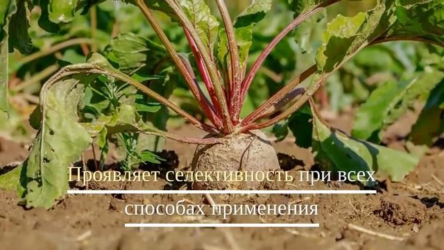 Гербіцид Голдікс 🍂 , опис препарату 🍂 смотреть онлайн