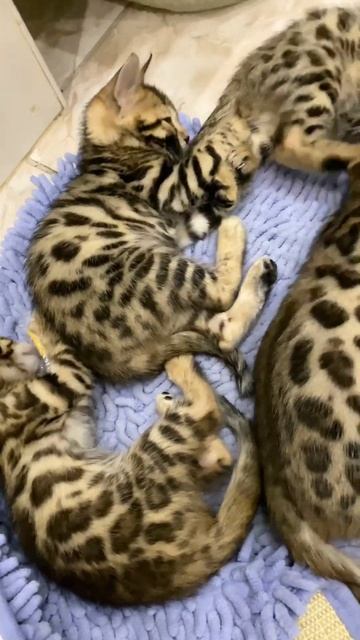 Бенгальские котята смотреть онлайн
