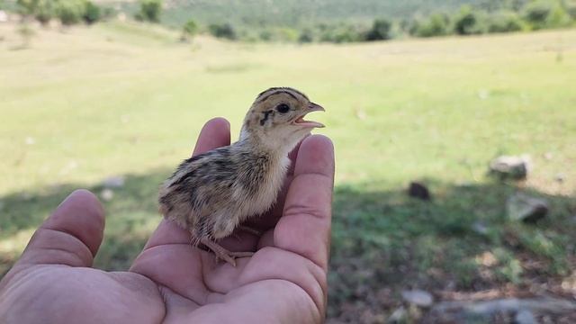 Kala Teetar Chick Voice | Kala Teetar Awaaz смотреть онлайн
