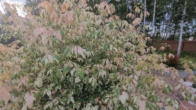 клен ясенелистный Фламинго смотреть онлайн