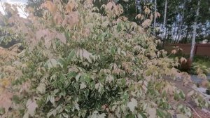 клен ясенелистный Фламинго