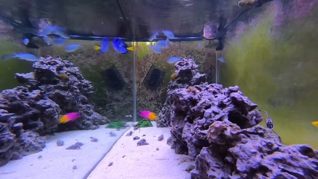 Relaxing Saltwater Reef Aquarium (Alastrea): Exploring Sunrise смотреть онлайн
