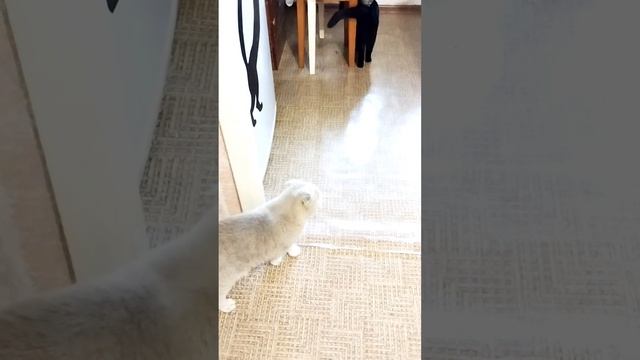 Можно и зайца научить курить 😂Озвучка из х/ф "Служебный роман" смотреть онлайн