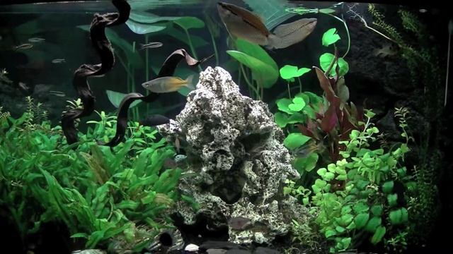 Trigon 190 Fishtank смотреть онлайн