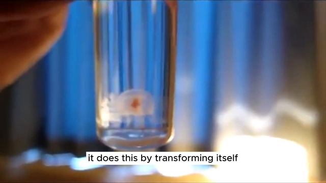 Animal that can remain immortal for ever! "It's called the Turritopsis dohrnii" смотреть онлайн