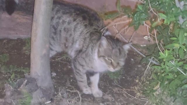 The cat was not hungry and did not eat смотреть онлайн