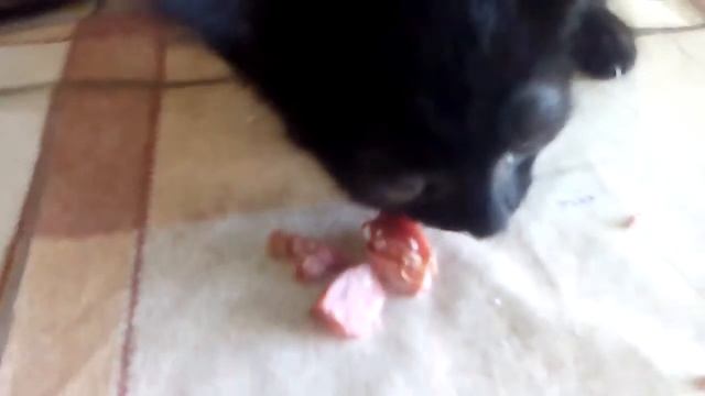 Котёнок ест колбасу. смотреть онлайн