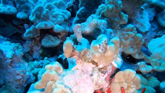 Elusive Flame Angelfish смотреть онлайн