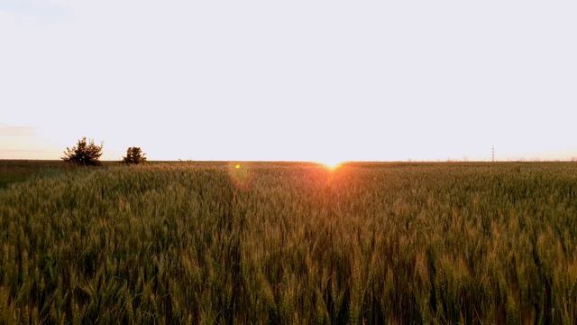 Вечерняя природа 02.07.2021 г. смотреть онлайн