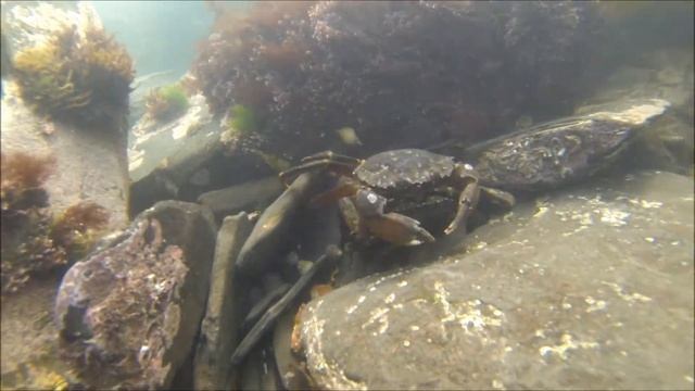 Crab Love смотреть онлайн