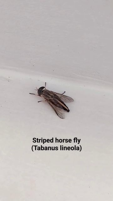 The Striped Horse Fly: A Close-Up Look at This Fascinating Insect #fly #shorts смотреть онлайн