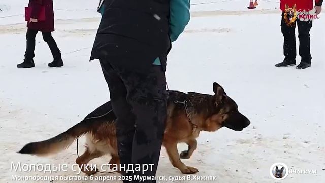 МОЛОДЫЕ СУКИ / КЧК МУРМАНСК 6 апреля`25 В.Хижняк Моно немецких овчарок