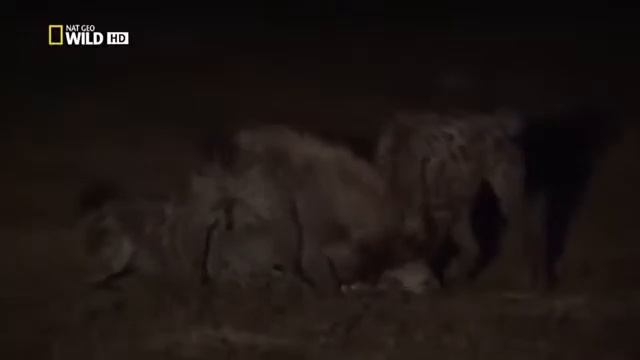 Гиены Лиувы. Пятнистые гиены.