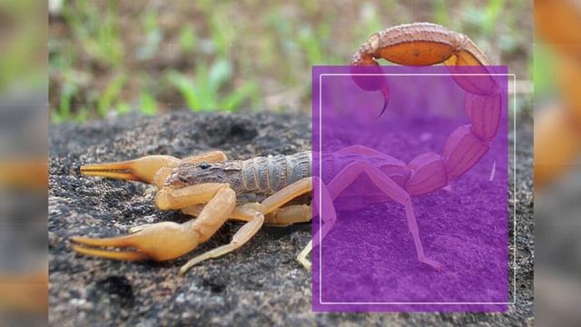 10 smallest insect in the world ￼ смотреть онлайн