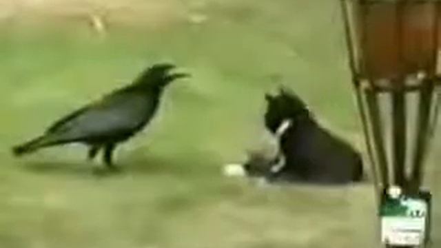 КОТ И НАГЛАЯ ВОРОНА смотреть онлайн